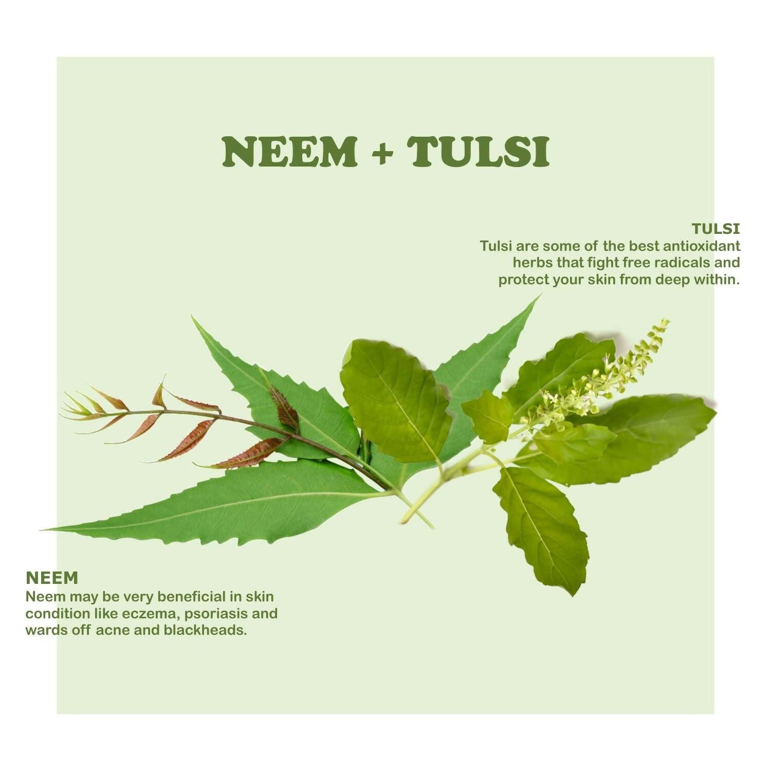 Kimayra Organic Neem + Tulsi Face Pack Powder For Pimple Free Skin, Helps In Cleansing The Skin