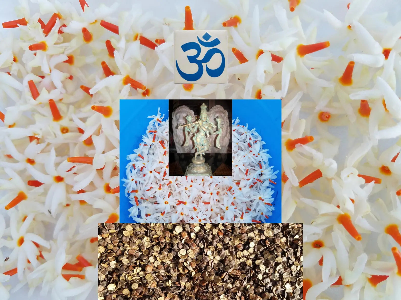 18 Parijata Seeds Harshiangar Nyctanthes Arbor Tristis | HariOMChandraFarm