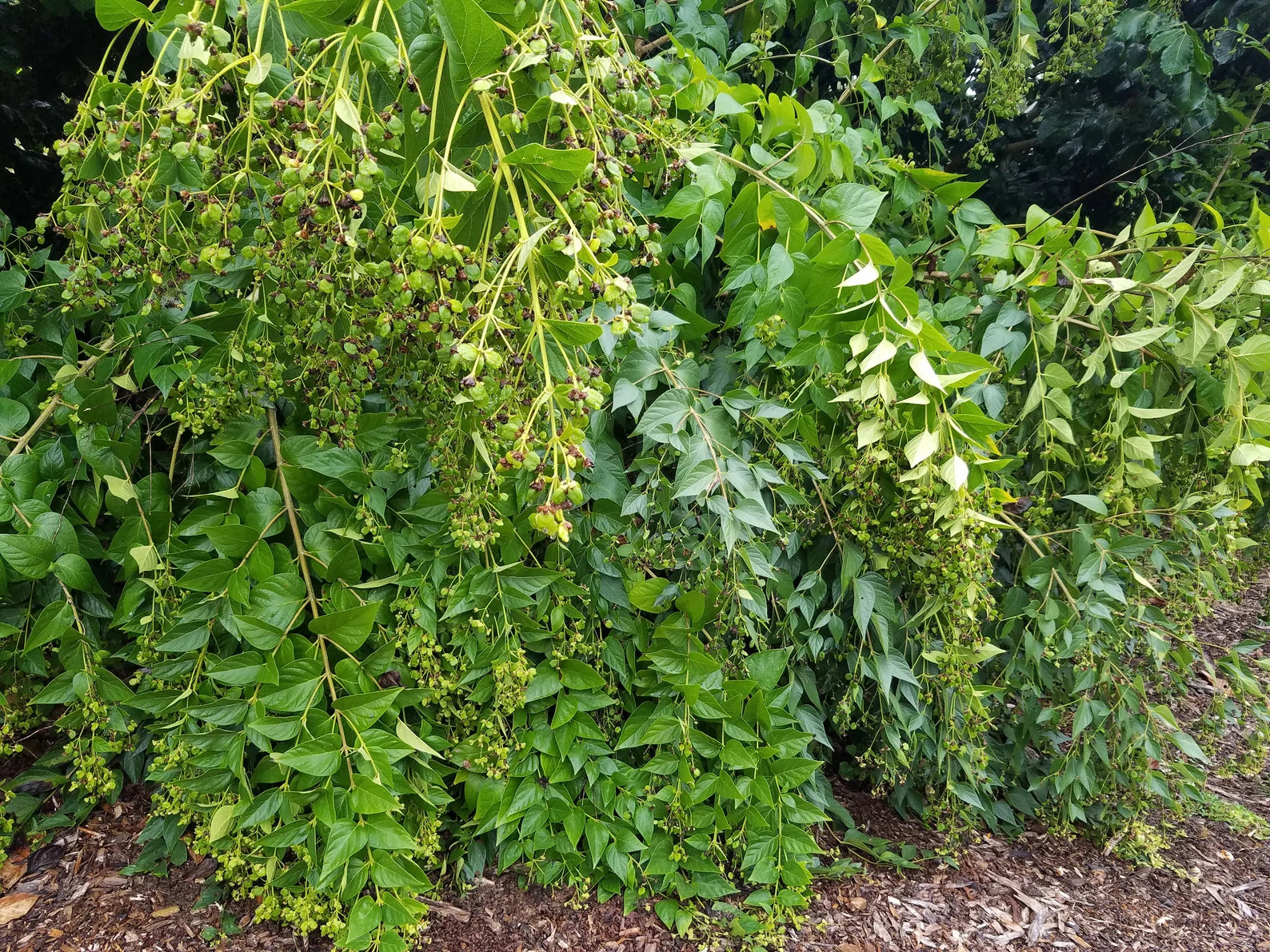 18 Parijata Seeds Harshiangar Nyctanthes Arbor Tristis | HariOMChandraFarm