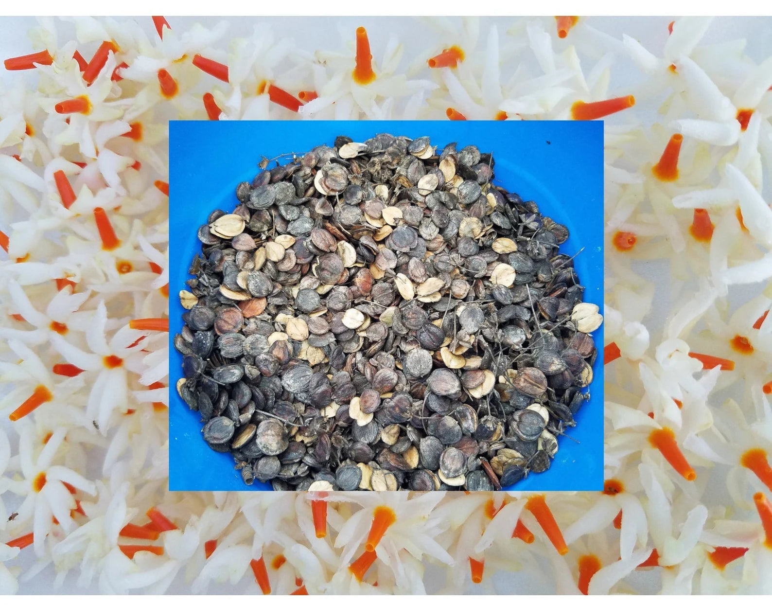 18 Parijata Seeds Harshiangar Nyctanthes Arbor Tristis | HariOMChandraFarm