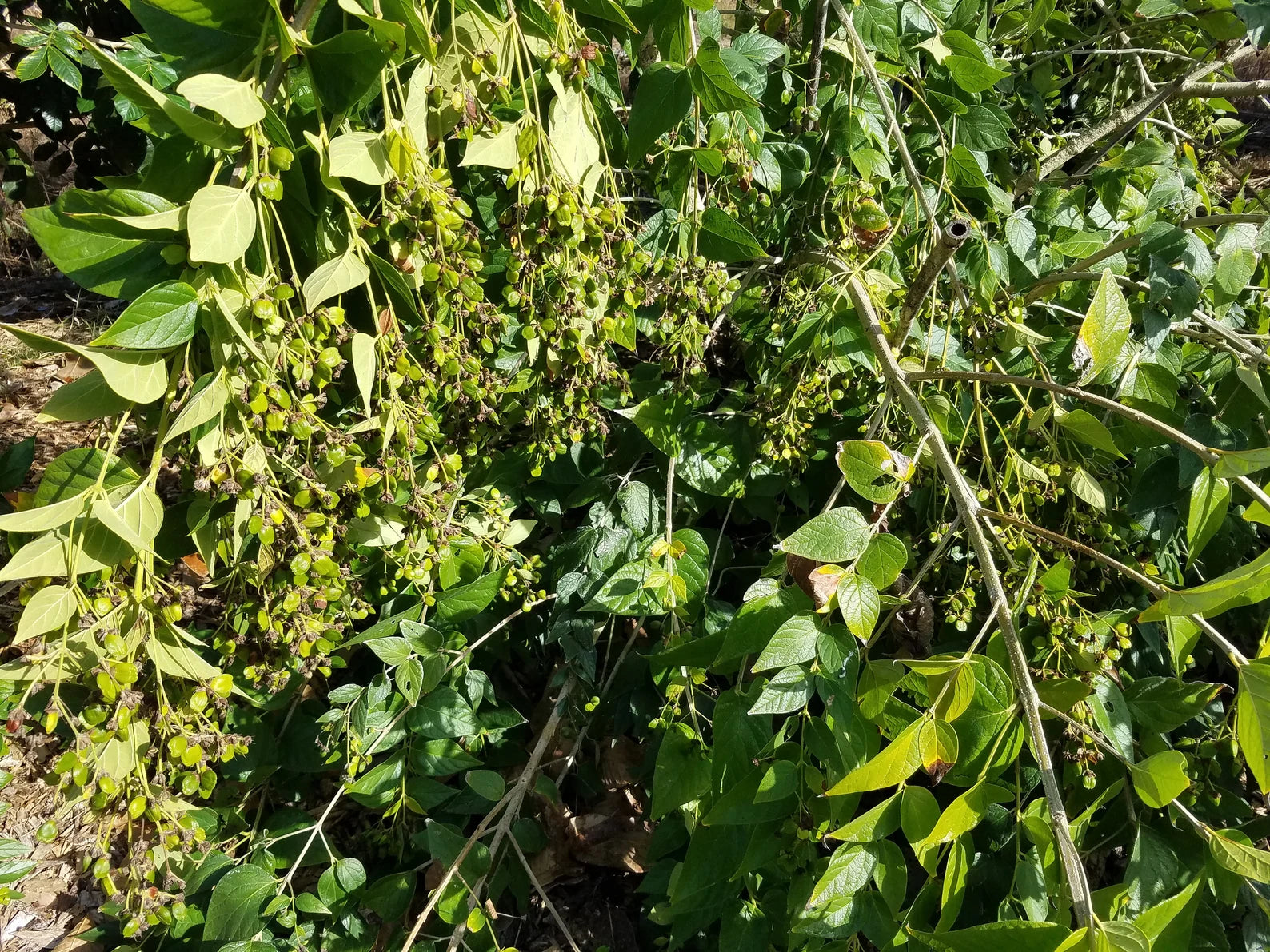 18 Parijata Seeds Harshiangar Nyctanthes Arbor Tristis | HariOMChandraFarm