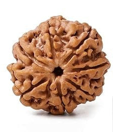 7 Mukhi Rudraksha Bead | Medium Size| Regular Size | Original Nepali