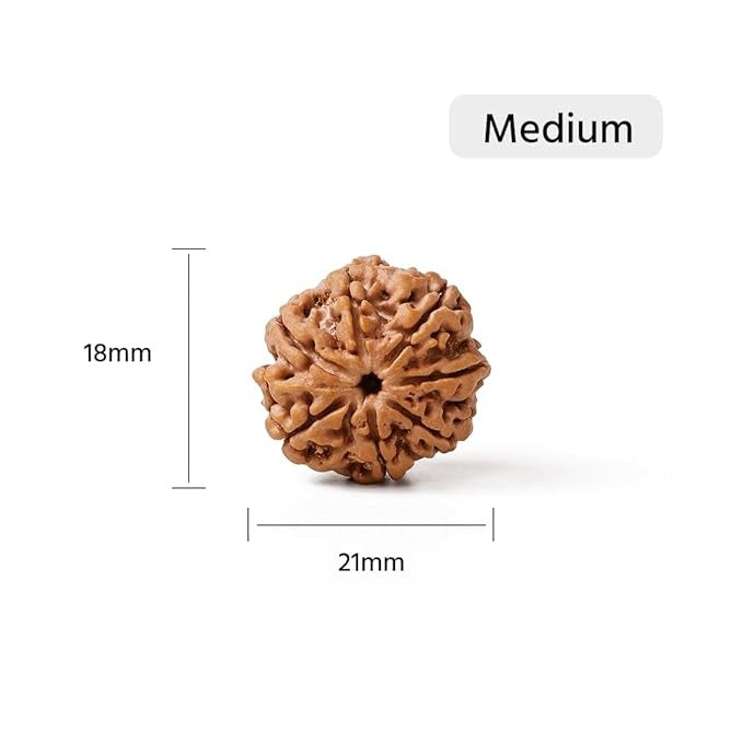 7 Mukhi Rudraksha Bead | Medium Size| Regular Size | Original Nepali