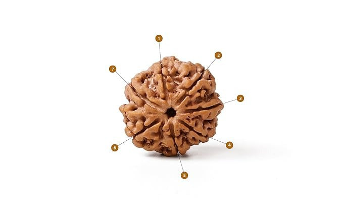 7 Mukhi Rudraksha Bead | Medium Size| Regular Size | Original Nepali