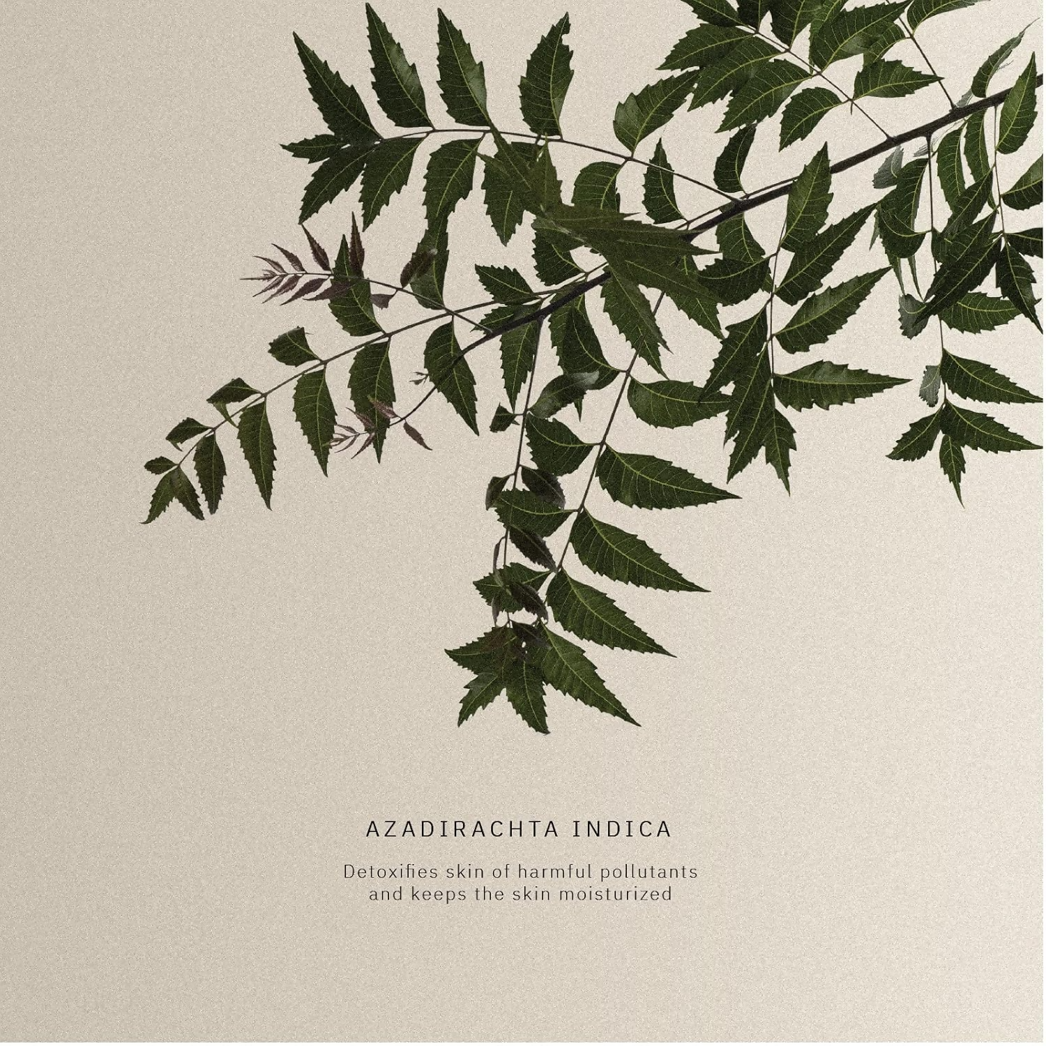 Kanpeki Labs – Gentle Facial Exfoliator/Scurb