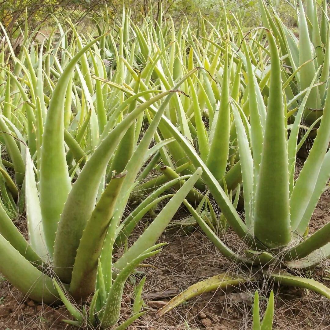 Organic 100% Aloe Vera Gel For Face, with Natural Aloe Vera & Vitamin E for Skin and Hair