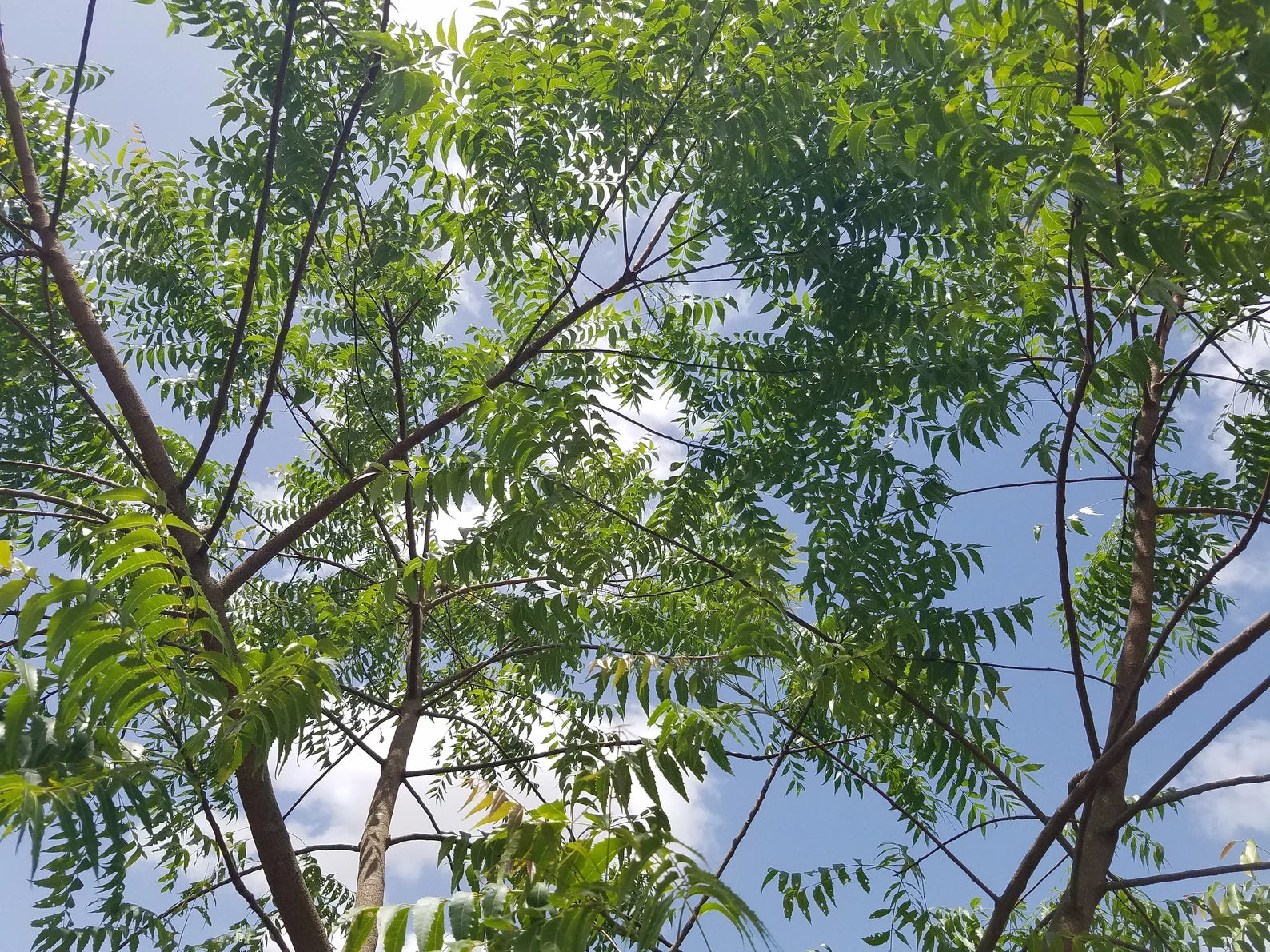 4 Fresh 2 ft NEEM Branches Azadirachta Indica Nimtree |HariOMChandraFarm