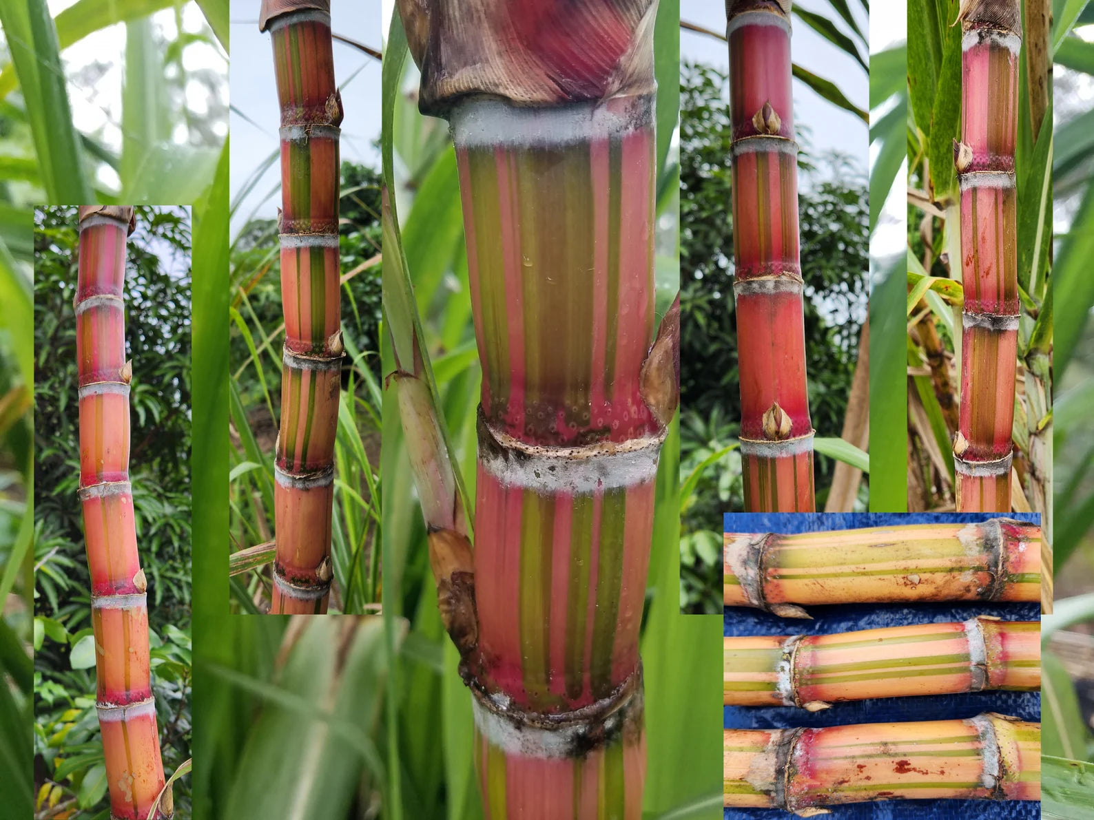 3 Cuttings Multi Color Hawaiian SugarCane | HariOMChandraFarm