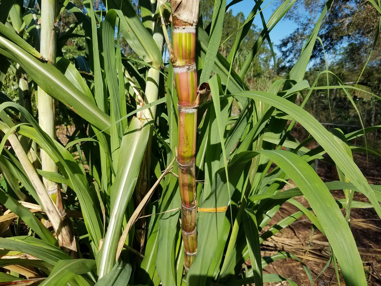3 Cuttings Multi Color Hawaiian SugarCane | HariOMChandraFarm