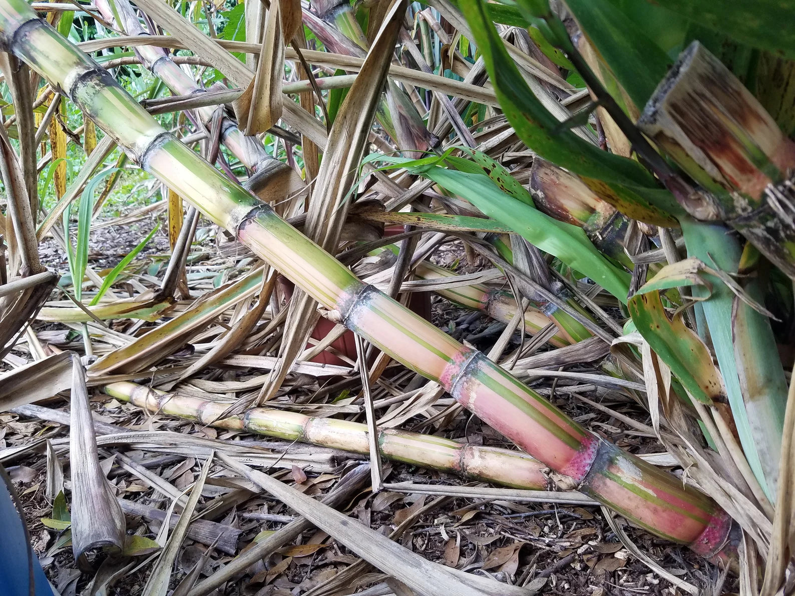 3 Cuttings Multi Color Hawaiian SugarCane | HariOMChandraFarm