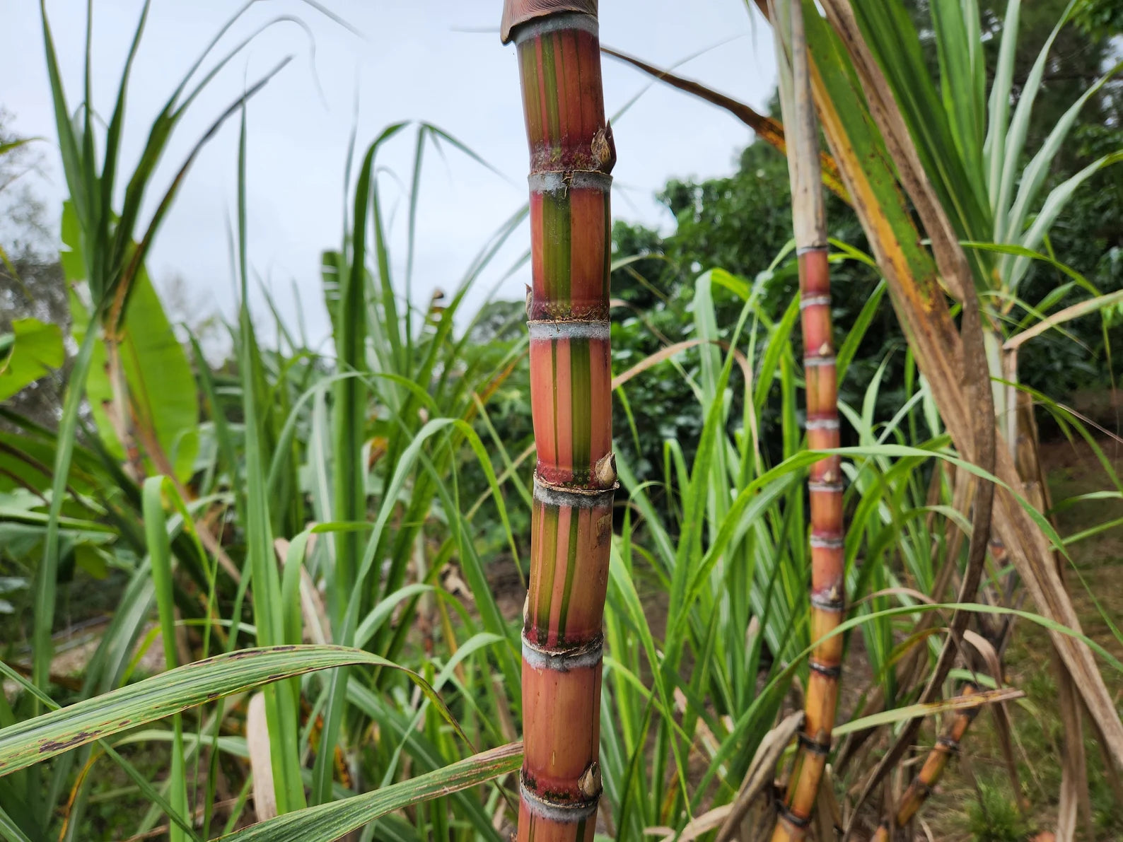 3 Cuttings Multi Color Hawaiian SugarCane | HariOMChandraFarm