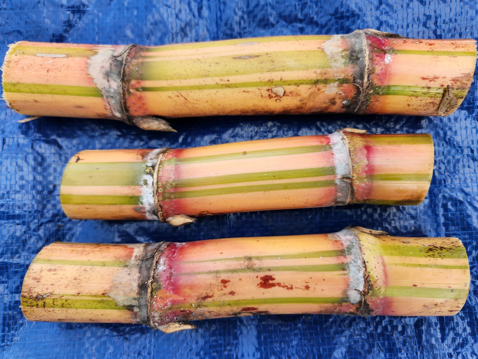 3 Cuttings Multi Color Hawaiian SugarCane | HariOMChandraFarm