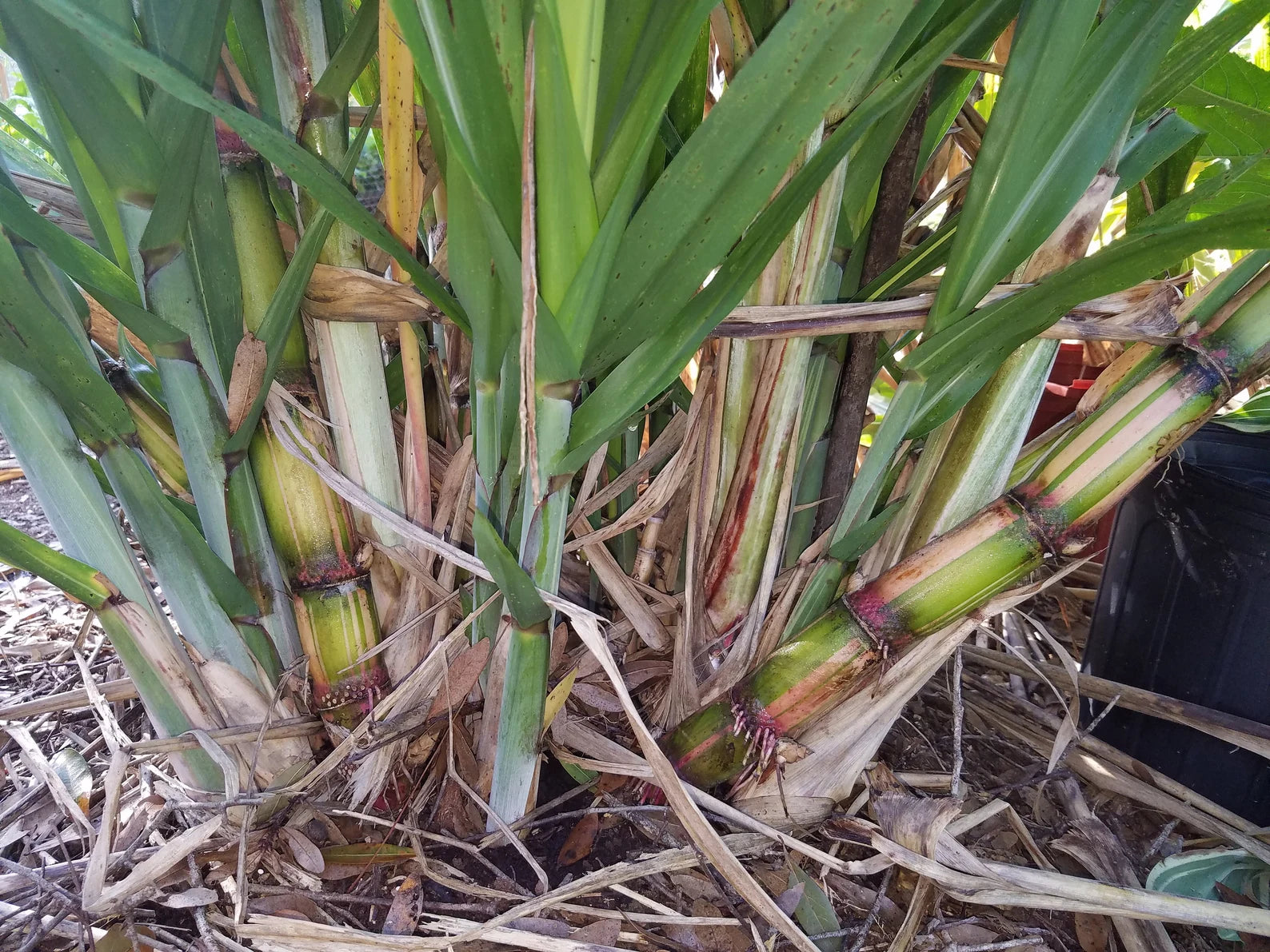 3 Cuttings Multi Color Hawaiian SugarCane | HariOMChandraFarm