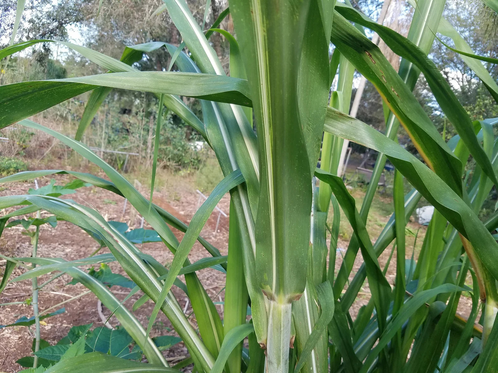 3 Cuttings Multi Color Hawaiian SugarCane | HariOMChandraFarm