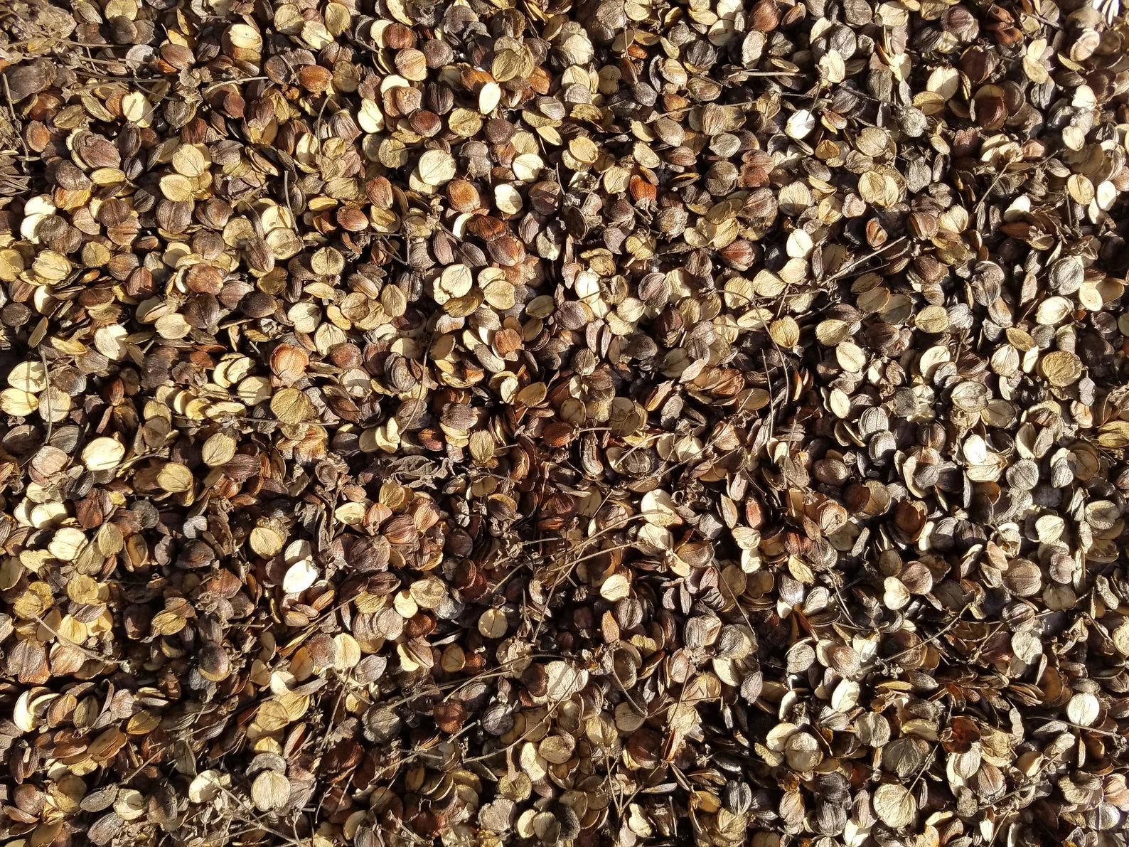 18 Parijata Seeds Harshiangar Nyctanthes Arbor Tristis | HariOMChandraFarm