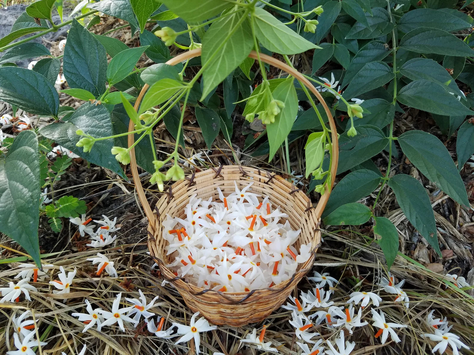 18 Parijata Seeds Harshiangar Nyctanthes Arbor Tristis | HariOMChandraFarm