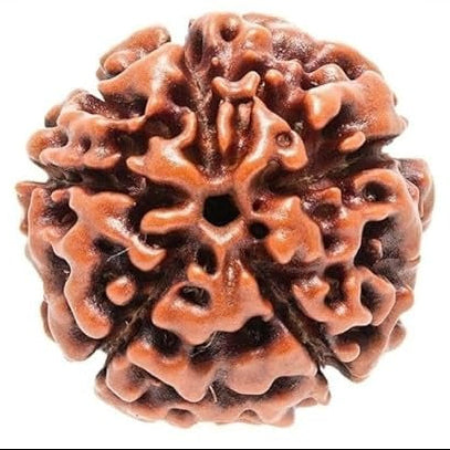 5 mukhi rudraksha Original Certified | Authentic 5 mukhi Nepali rudraksha | 5 Faced rudrakhsa| (Pack of 1 & 2)