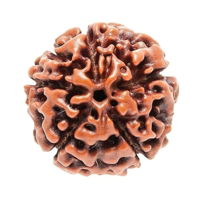 5 mukhi rudraksha Original Certified | Authentic 5 mukhi Nepali rudraksha | 5 Faced rudrakhsa| (Pack of 1 & 2)