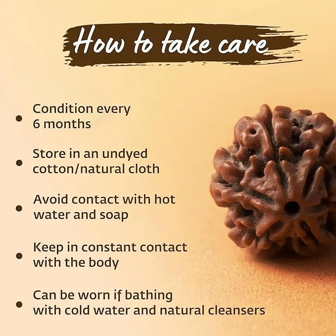 5 mukhi rudraksha Original Certified | Authentic 5 mukhi Nepali rudraksha | 5 Faced rudrakhsa| (Pack of 1 & 2)