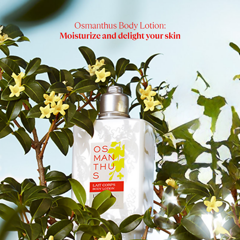 L'Occitane Osmanthus Body Lotion