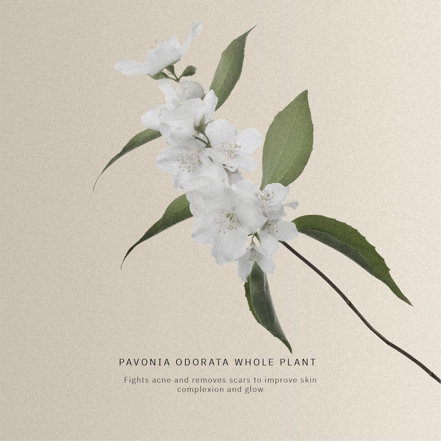 Kanpeki Labs - Enzyme Microfoliant Facial Exfoliator