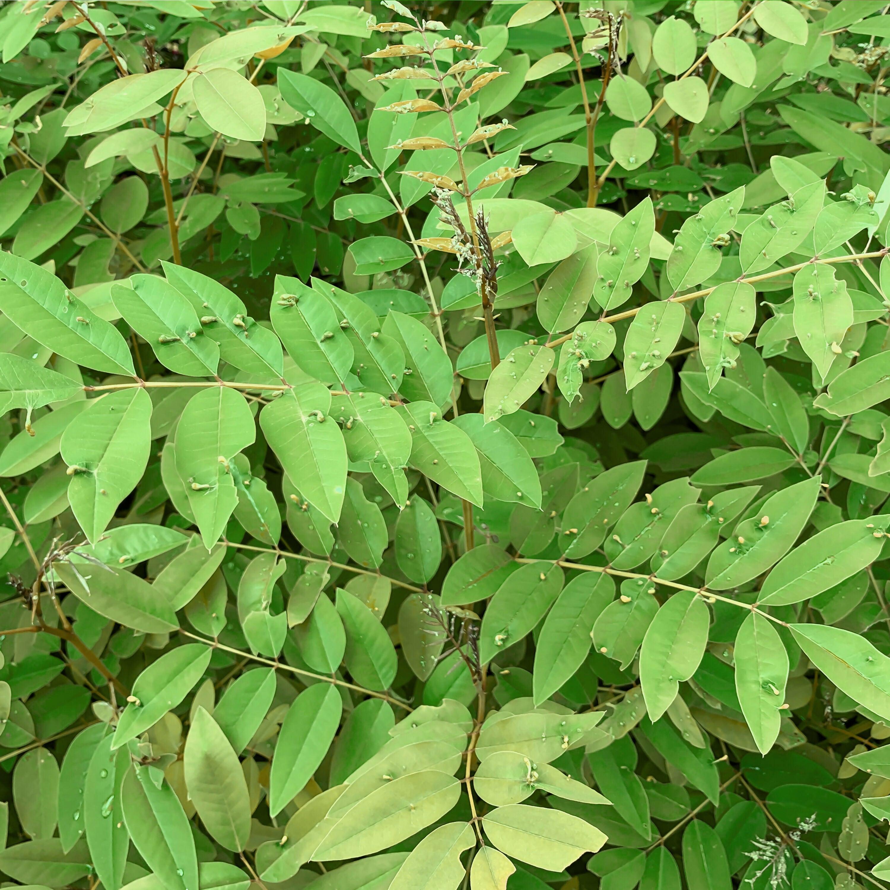 The Ayur House Indigo Powder