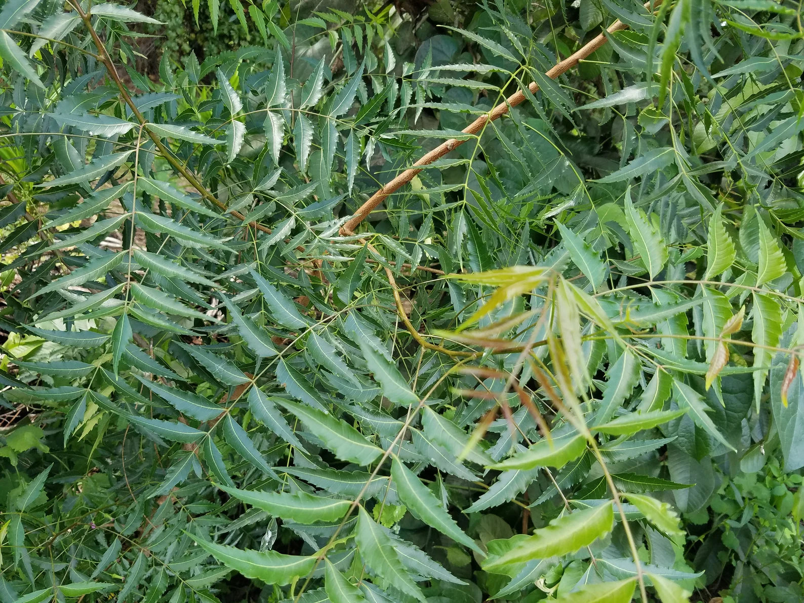 4 Fresh 2 ft NEEM Branches Azadirachta Indica Nimtree |HariOMChandraFarm