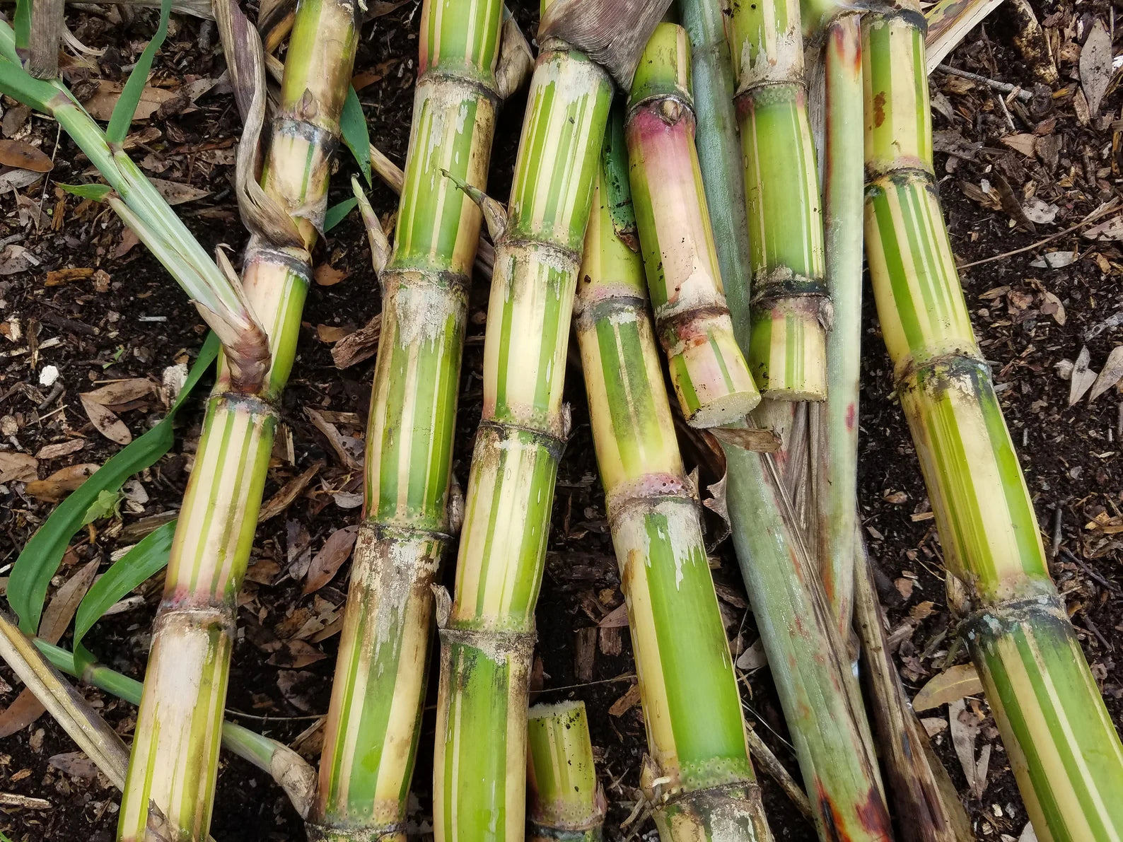 3 Cuttings Multi Color Hawaiian SugarCane | HariOMChandraFarm