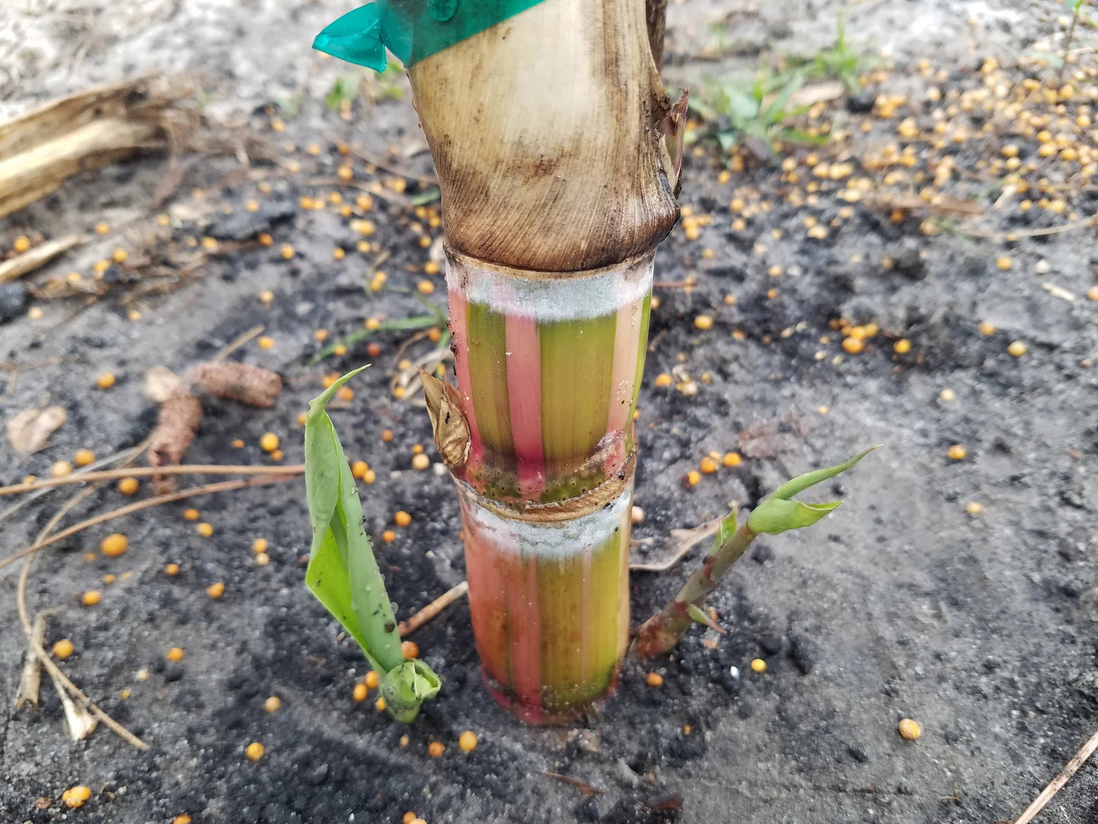 3 Cuttings Multi Color Hawaiian SugarCane | HariOMChandraFarm