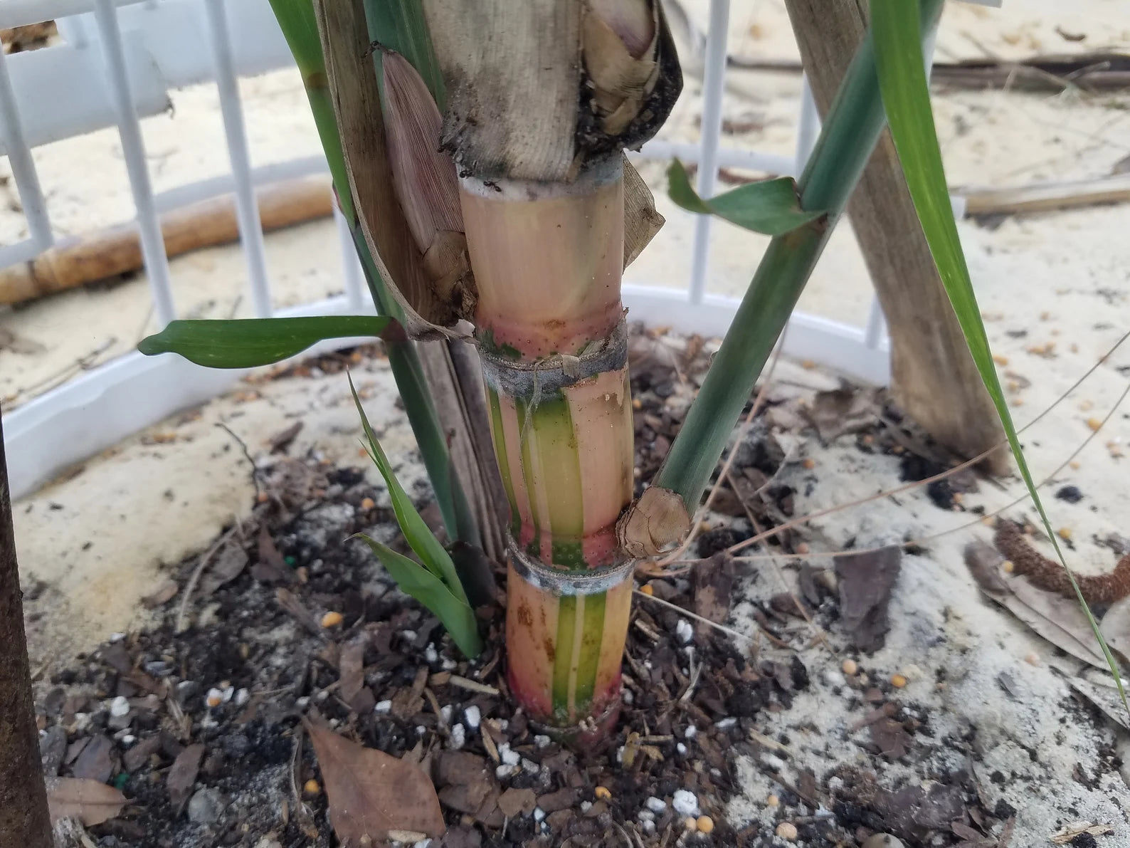 3 Cuttings Multi Color Hawaiian SugarCane | HariOMChandraFarm